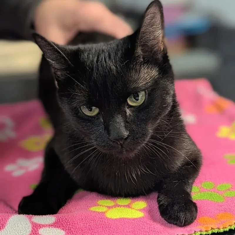 An adult medium-sized female Black Domestic Short Hair cat named Arriba for adoption in Brighton, MO
