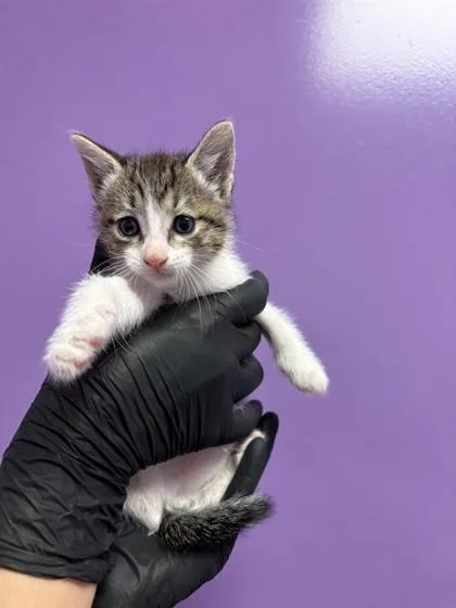 A baby small-sized female White Domestic Short Hair cat named Hope. for adoption in El Paso, TX