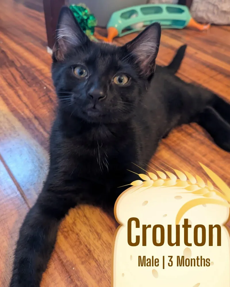 A baby medium-sized male Black Domestic Short Hair cat named Crouton for adoption in McDonald, PA