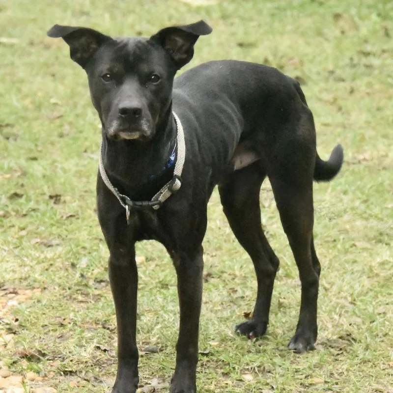An adult medium-sized male Black Labrador Retriever dog named Hank for adoption in Natchez, MS