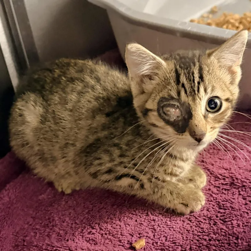 A baby small-sized male Gray / Blue / Silver Domestic Short Hair cat named Rodney for adoption in Warrensburg, MO