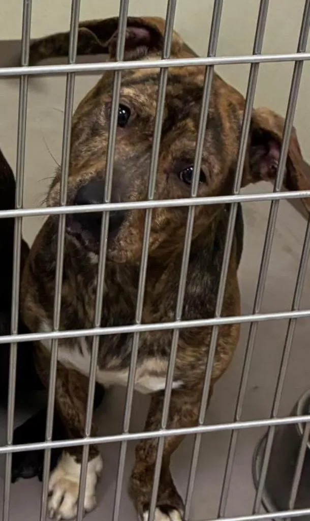 A young medium-sized male Pit Bull Terrier dog named Shorty for adoption in Christiansburg, VA