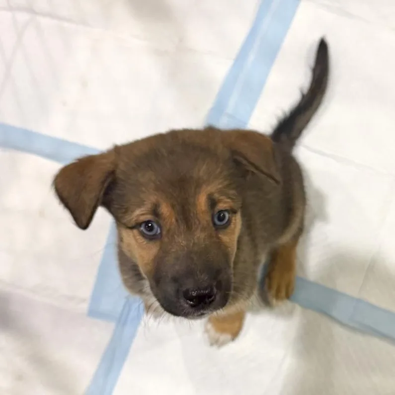 A baby medium-sized female Husky dog named Autumn for adoption in Toledo, OH