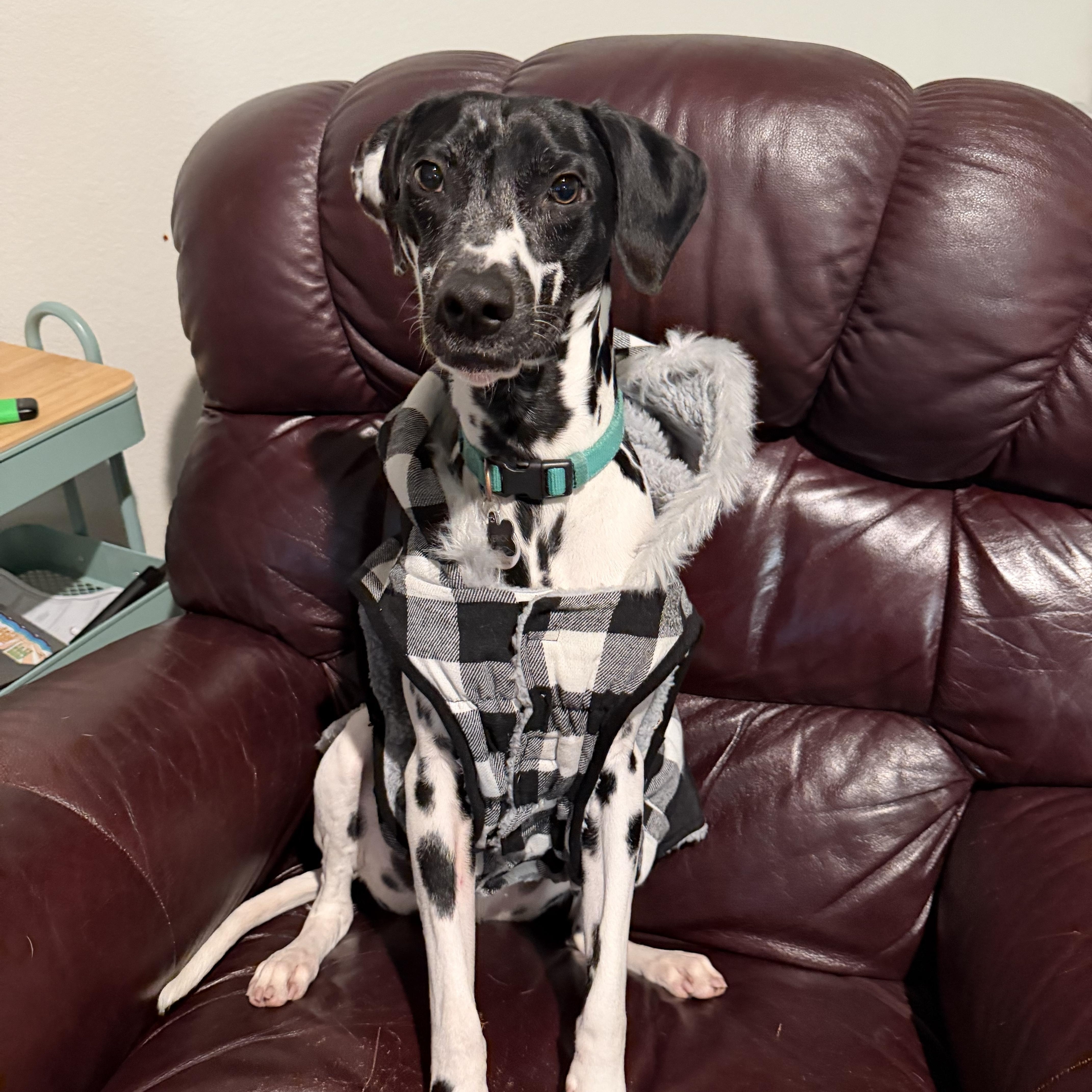 A young medium-sized male White / Cream Dalmatian dog named Maverickgeorgetown  Tx for adoption in San Diego, CA