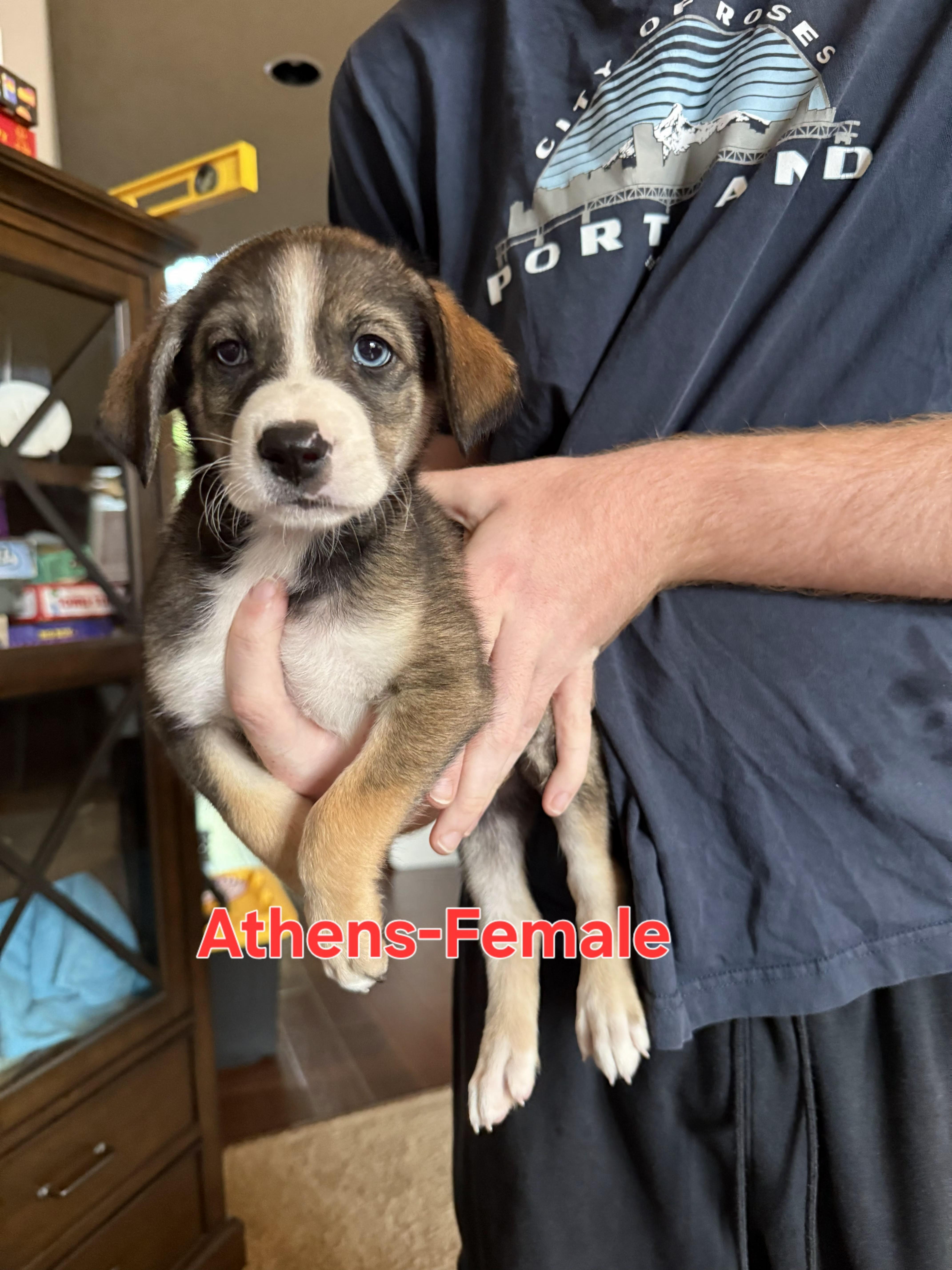 A baby small-sized female Australian Shepherd dog named Athens East for adoption in Arlington, TX