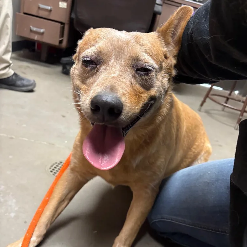 An adult large-sized female Yellow / Tan / Blond / Fawn Australian Cattle Dog / Blue Heeler dog named Nisha for adoption in Yuma, AZ