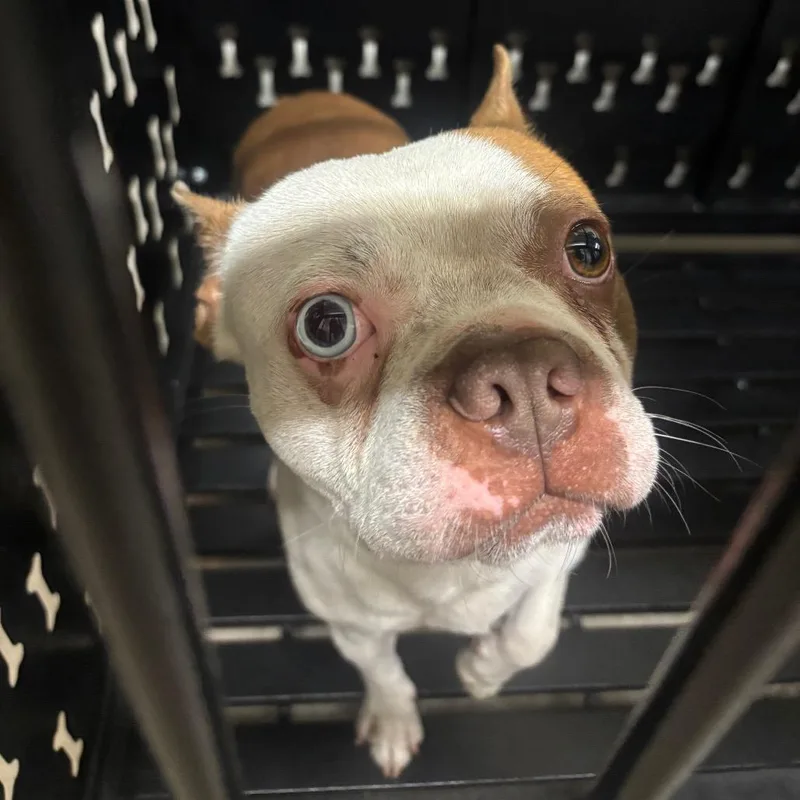 An adult small-sized male Yellow / Tan / Blond / Fawn Boston Terrier dog named Vinnie for adoption in Marshalltown, IA
