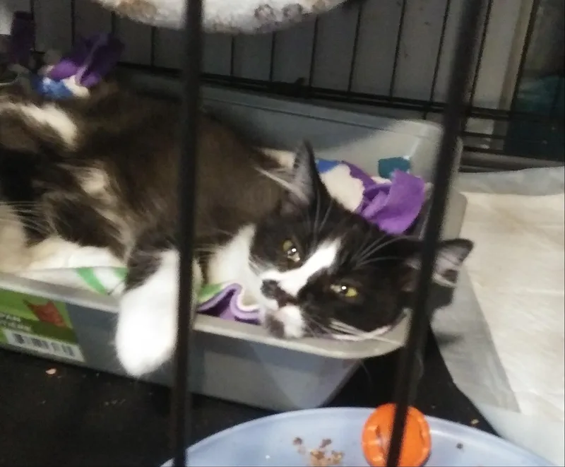 A baby medium-sized male Domestic Long Hair cat named Guacamole for adoption in Port Wentworth, GA