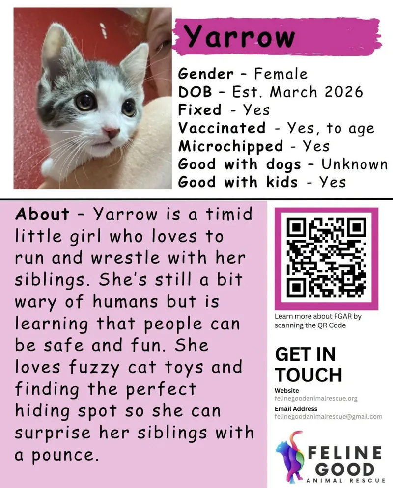 A baby medium-sized female White Domestic Short Hair cat named Yarrow for adoption in Eugene, OR