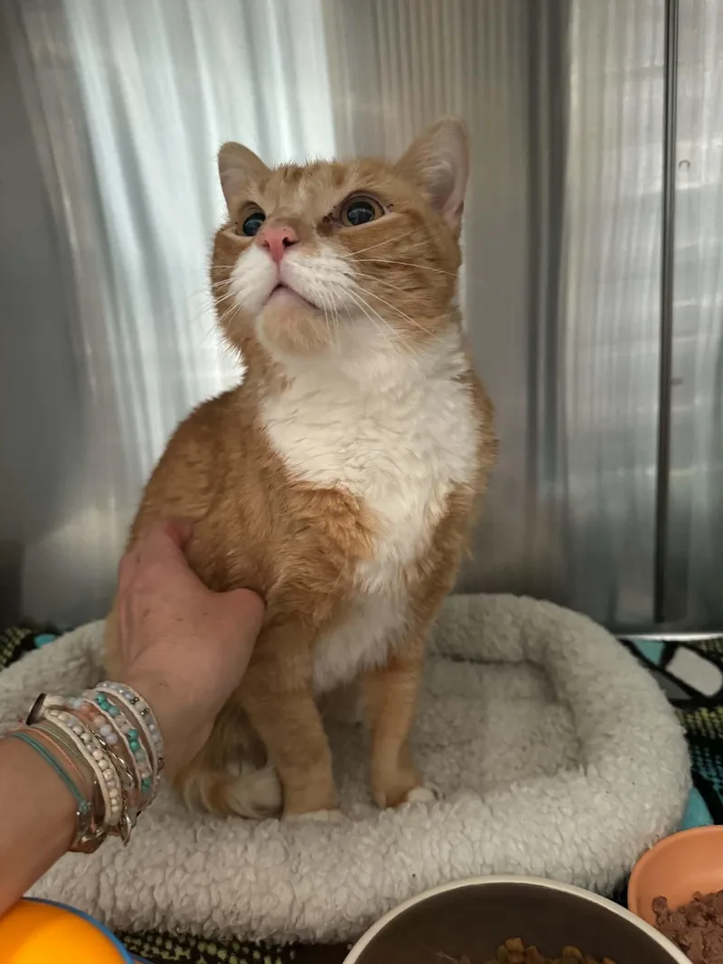 An adult large-sized male Orange & White Domestic Short Hair cat named Garfield for adoption in Chambersburg, PA