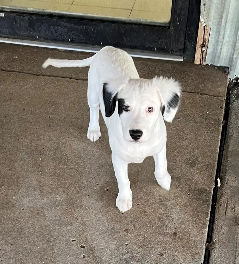 A baby medium-sized male Spaniel dog named Oscar for adoption in Oakland, MD