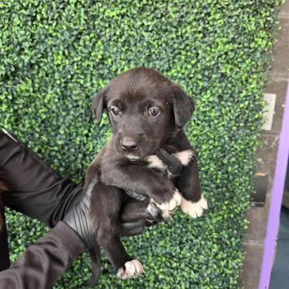 A baby small-sized female Black Shepherd dog named 60790259 for adoption in El Paso, TX