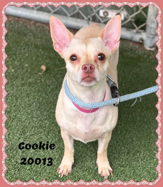 An adult small-sized female Yellow / Tan / Blond / Fawn Chihuahua dog named Cookie for adoption in Marietta, GA