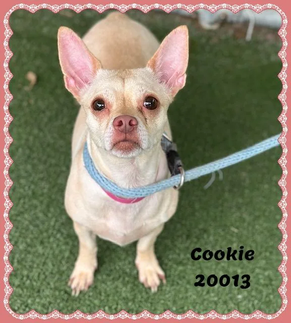 Cookie thumbnail 2