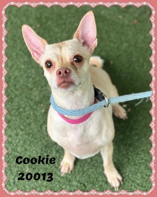 Cookie thumbnail 5