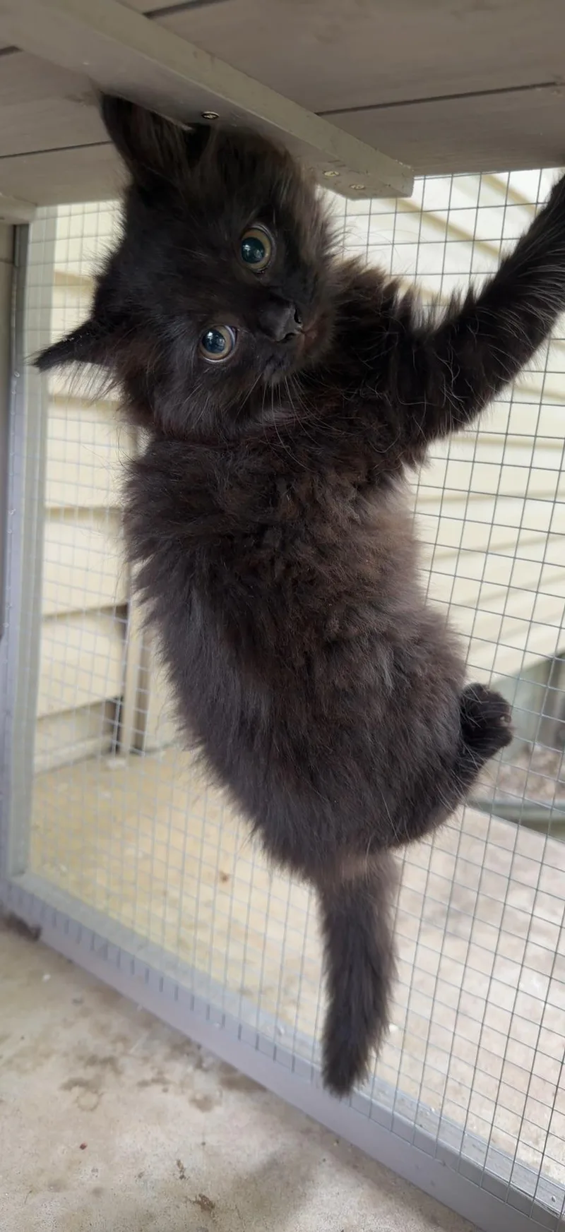 A young medium-sized female Black Domestic Medium Hair cat named Sableye for adoption in Massillon, OH