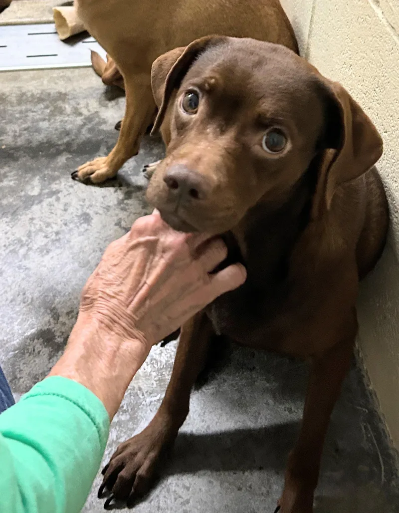 An adult small-sized female Brown / Chocolate Chiweenie dog named Tosha for adoption in Scottsburg, IN