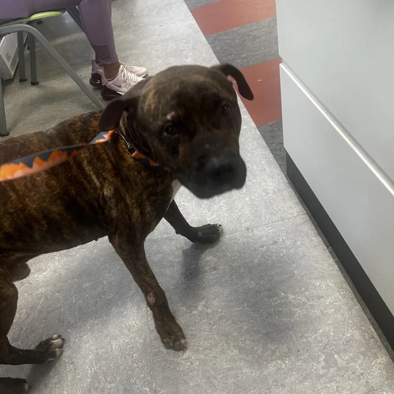 An adult medium-sized male Black Mixed Breed dog named Boone for adoption in Philadelphia, PA