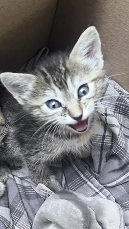 A baby small-sized female Domestic Short Hair cat named Angel for adoption in Daytona Beach, FL