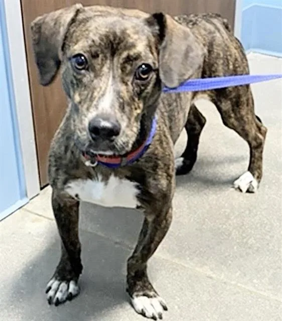 A young medium-sized male Pit Bull Terrier dog named Costco for adoption in Houston, TX
