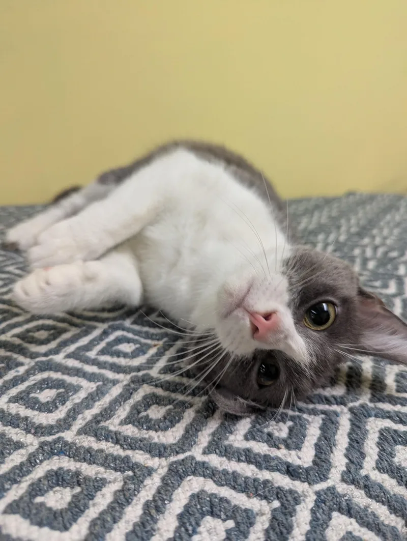 An adult medium-sized female Tabby (Gray / Blue / Silver) Domestic Short Hair cat named Helen for adoption in Jackson, GA