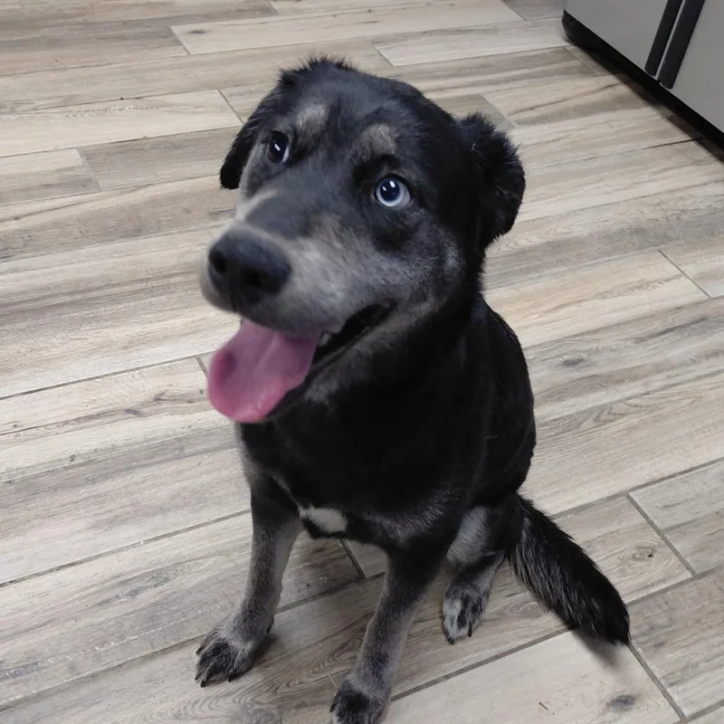 A young medium-sized female Black Shepherd dog named Arora for adoption in Henderson, KY
