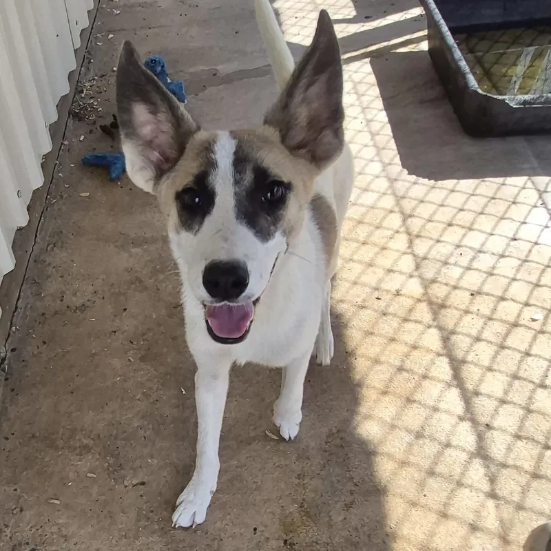 A young medium-sized male Jack Russell Terrier dog named Miles for adoption in Durant, OK