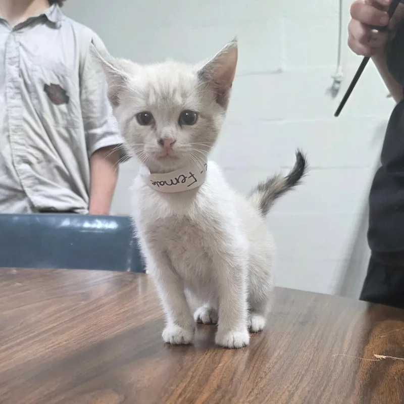 A baby small-sized female White Domestic Short Hair cat named Charlie for adoption in Clanton, AL