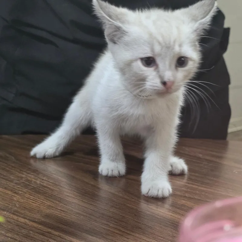 Charlie thumbnail 2