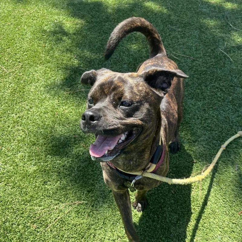 Buttercupchino Hills Location