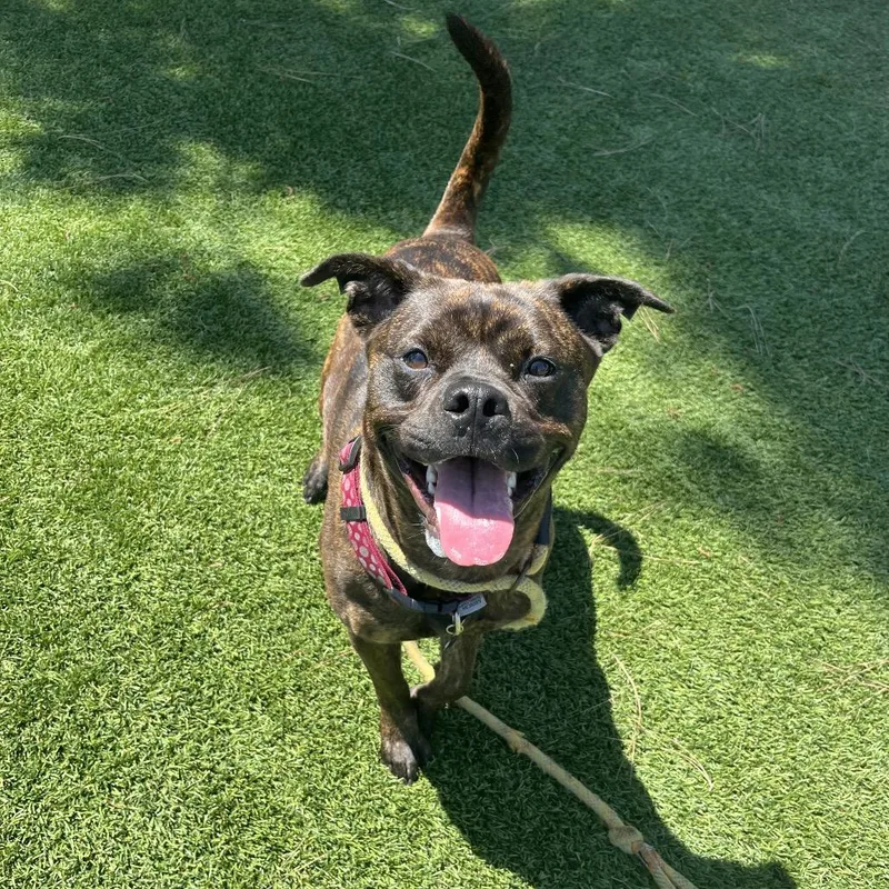 Buttercupchino Hills Location thumbnail 2