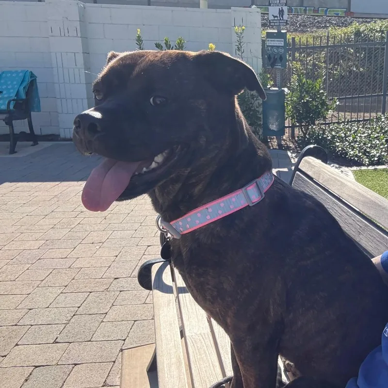 Buttercupchino Hills Location thumbnail 3