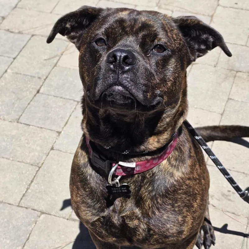 Buttercupchino Hills Location thumbnail 4