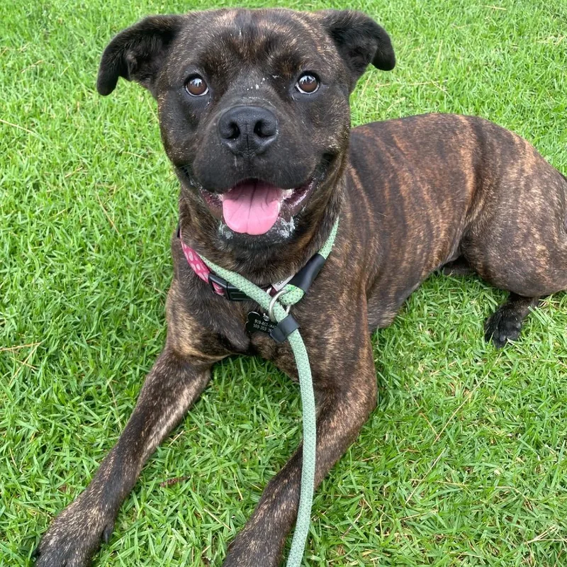 Buttercupchino Hills Location thumbnail 5