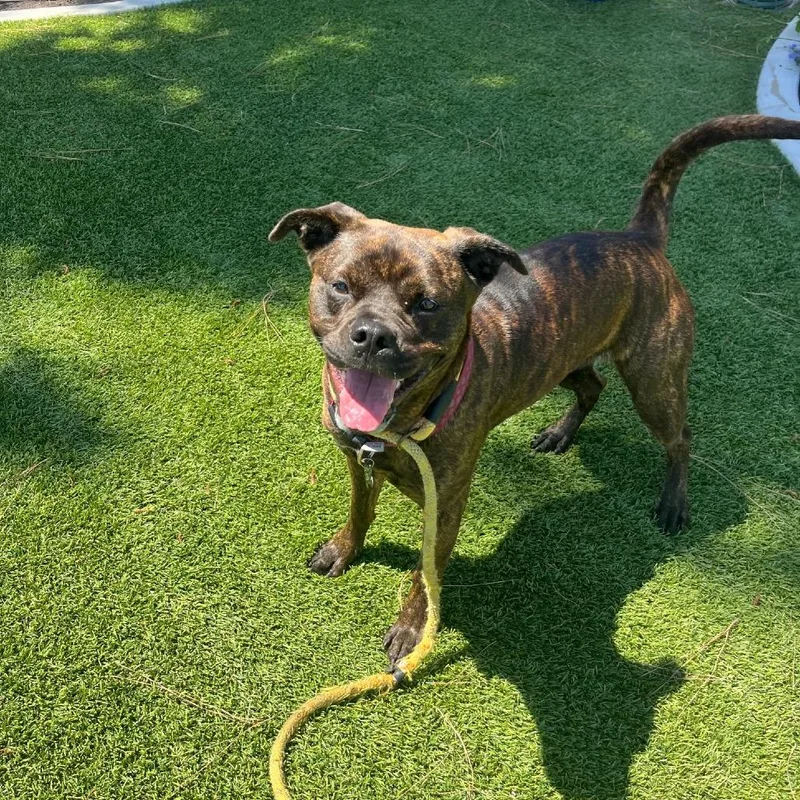 Buttercupchino Hills Location thumbnail 6