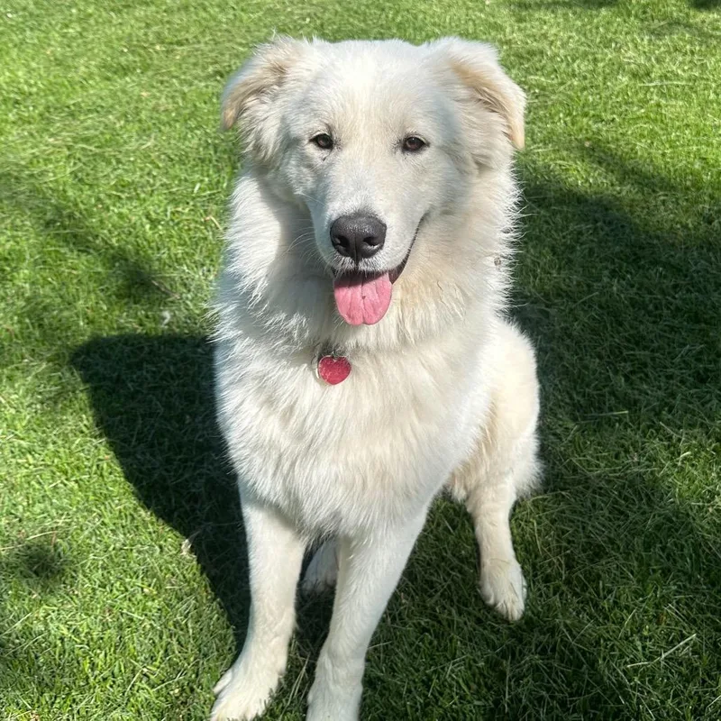 An adult large-sized male White / Cream Great Pyrenees dog named Adak for adoption in St. Clair, MO