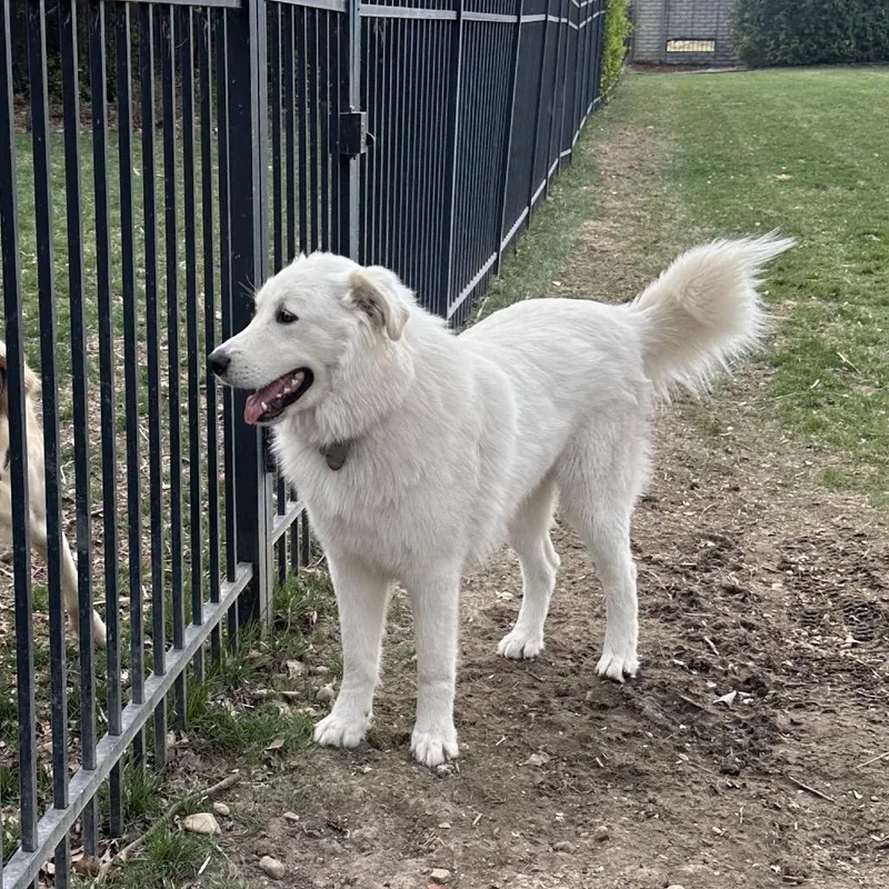 Adak thumbnail 2