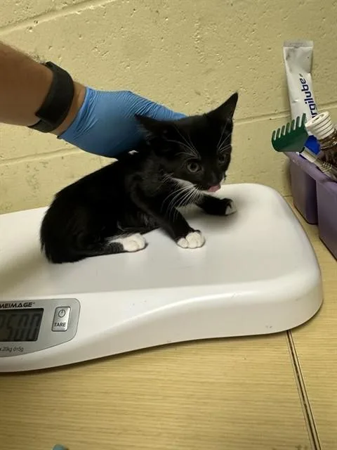 A baby small-sized female Domestic Short Hair cat named Pothos for adoption in Sacramento, CA