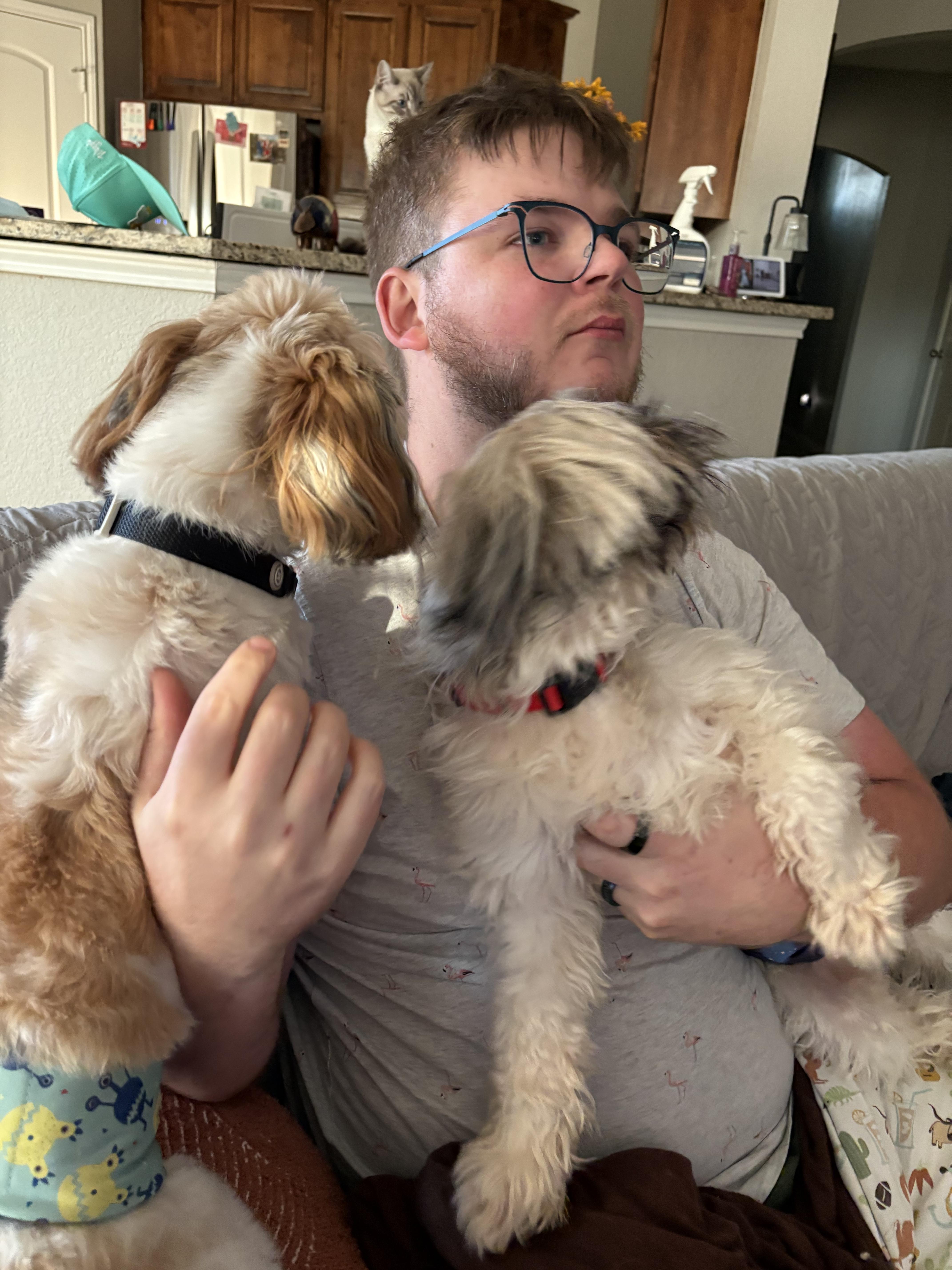 A young small-sized male Yellow / Tan / Blond / Fawn Shih Tzu dog named Colby for adoption in Garland, TX