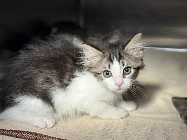 A baby small-sized female Domestic Short Hair cat named Dipstick for adoption in Rancho Cucamonga, CA