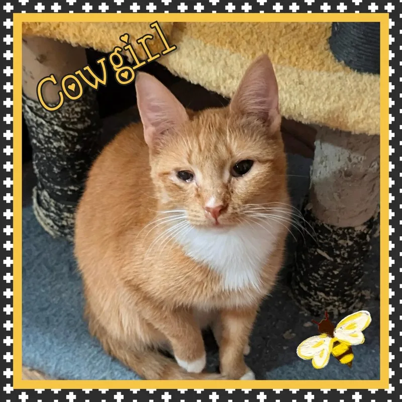 A young medium-sized female Domestic Short Hair cat named Cowgirl for adoption in Grovetown, GA