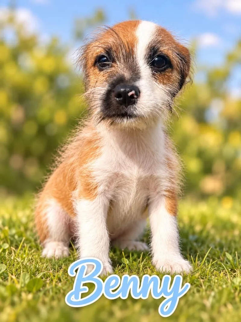 A baby small-sized male Brown / Chocolate Shih Tzu dog named Benny for adoption in San Tan Valley, AZ