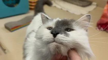 An adult large-sized male Domestic Short Hair cat named Kiki for adoption in Pleasanton, CA