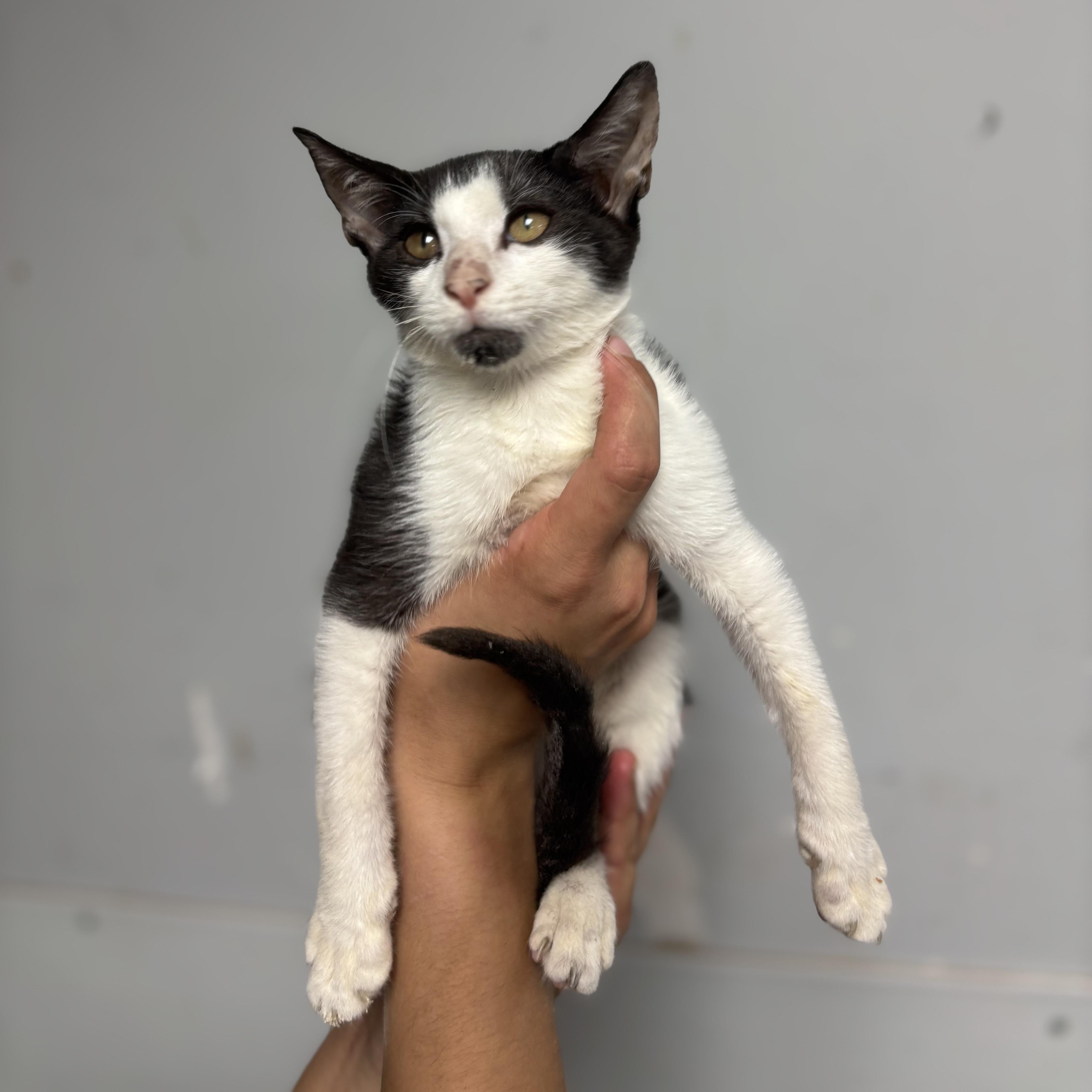 A baby medium-sized male Domestic Short Hair cat named Wormy for adoption in Columbia, SC
