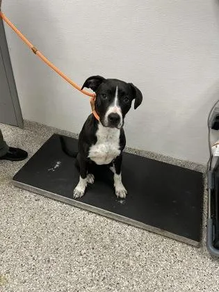 An adult medium-sized male Terrier dog named Tito for adoption in Gastonia, NC