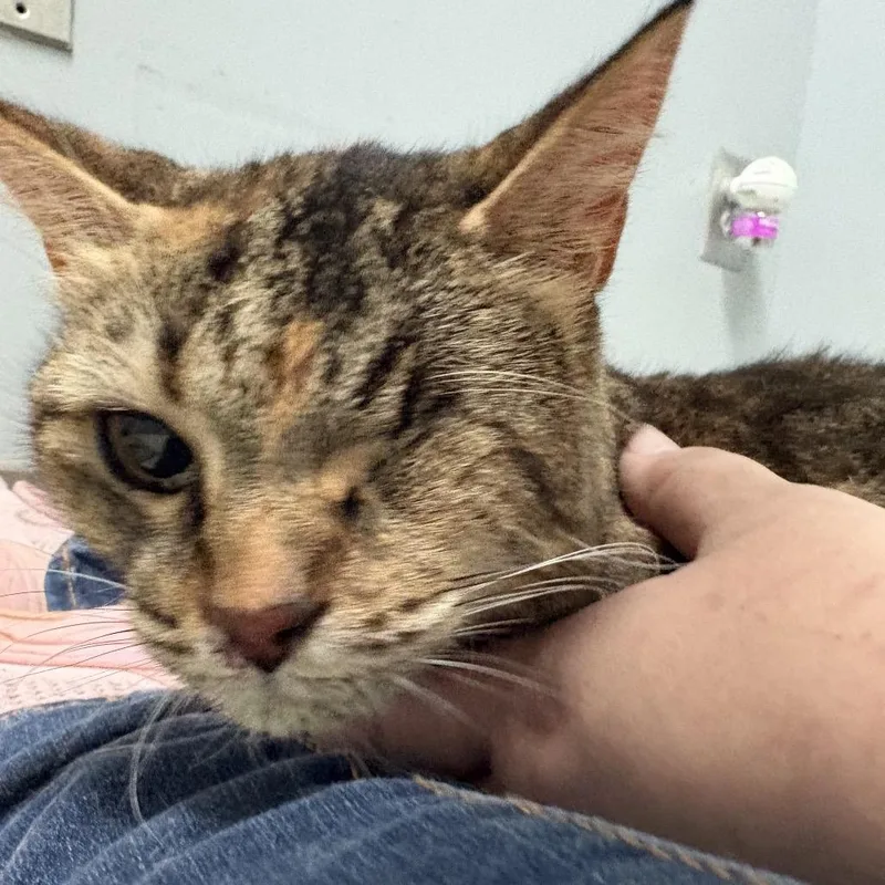 A senior medium-sized female Brown / Chocolate Domestic Short Hair cat named StraythAvenue"Lucky" for adoption in Columbus, GA