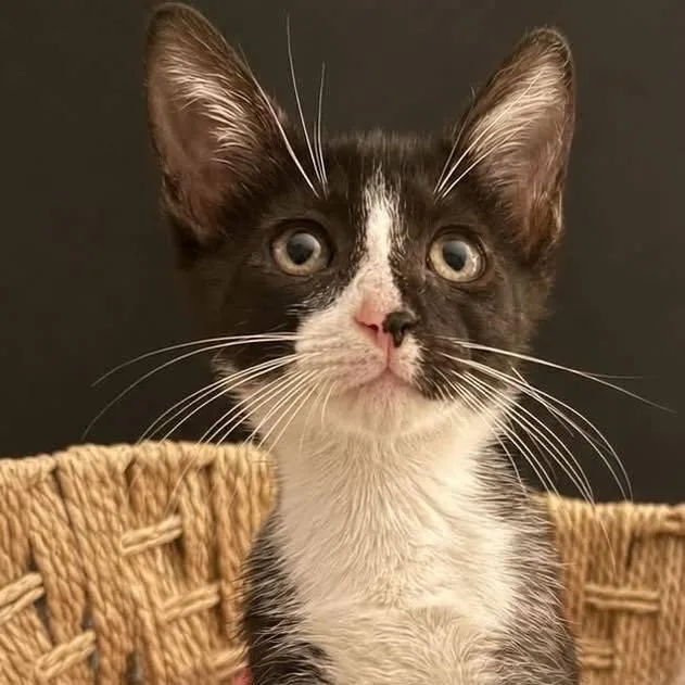 A baby small-sized male Domestic Short Hair cat named Bk for adoption in Grand Bay, AL