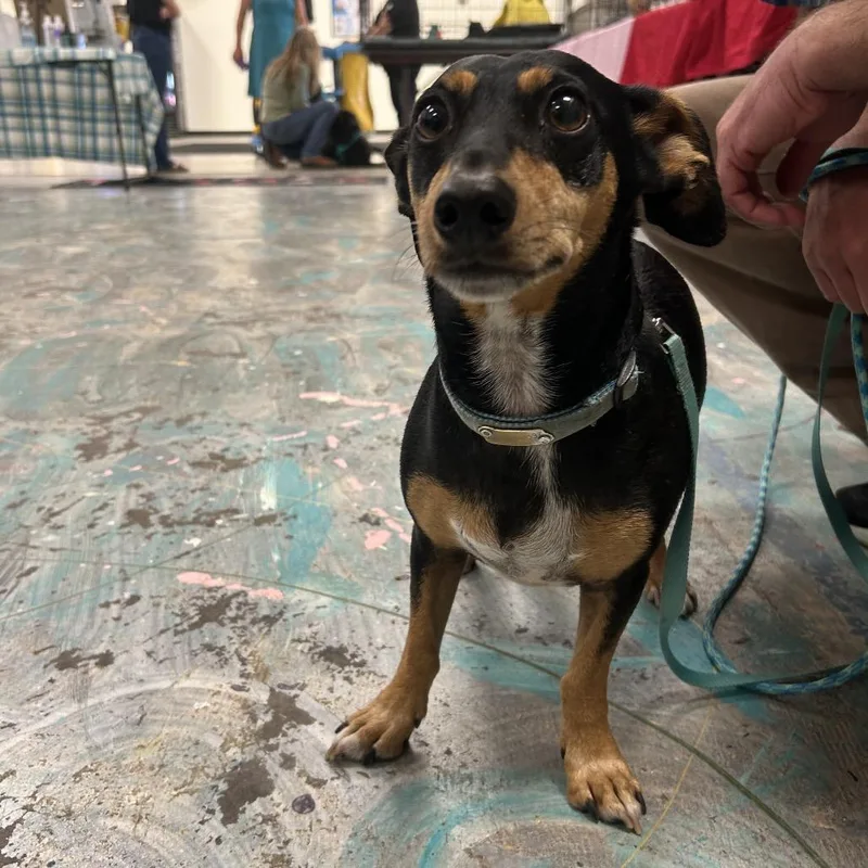 An adult small-sized male Chihuahua dog named Bones for adoption in Coos Bay, OR