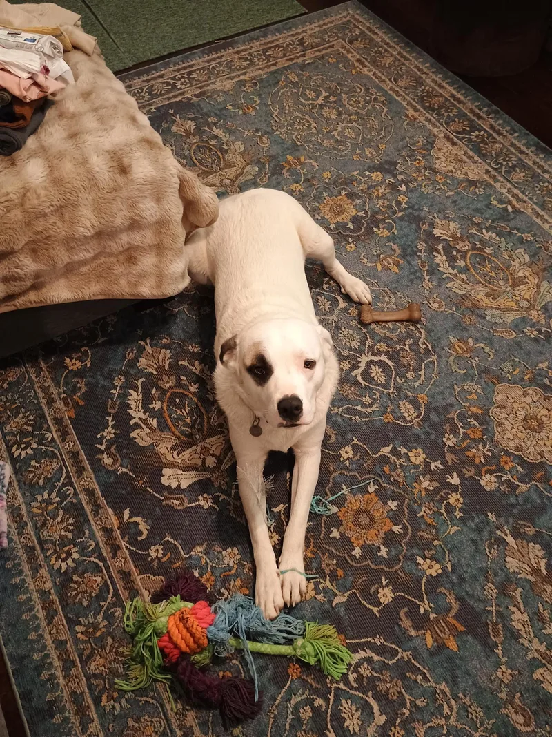 A young large-sized male Tricolor (Brown, Black, & White) Great Pyrenees dog named Stewey "boy" for adoption in Ladonia, TX