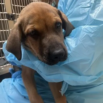 An adult medium-sized male Shepherd dog named Mitch for adoption in Merriam, KS